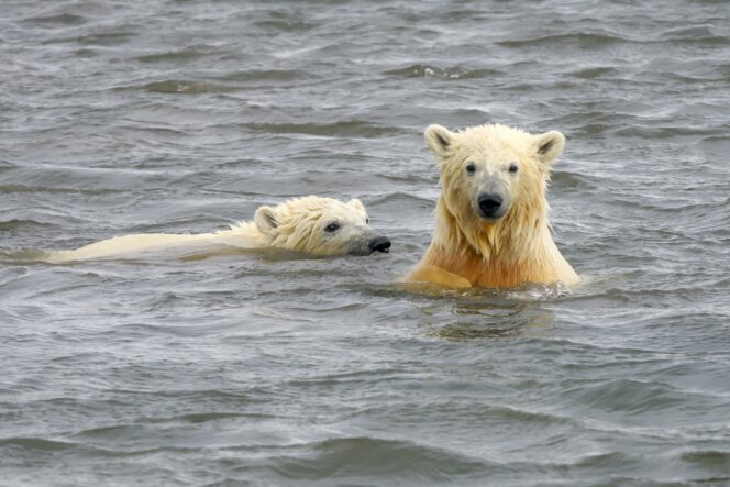 两极熊游泳